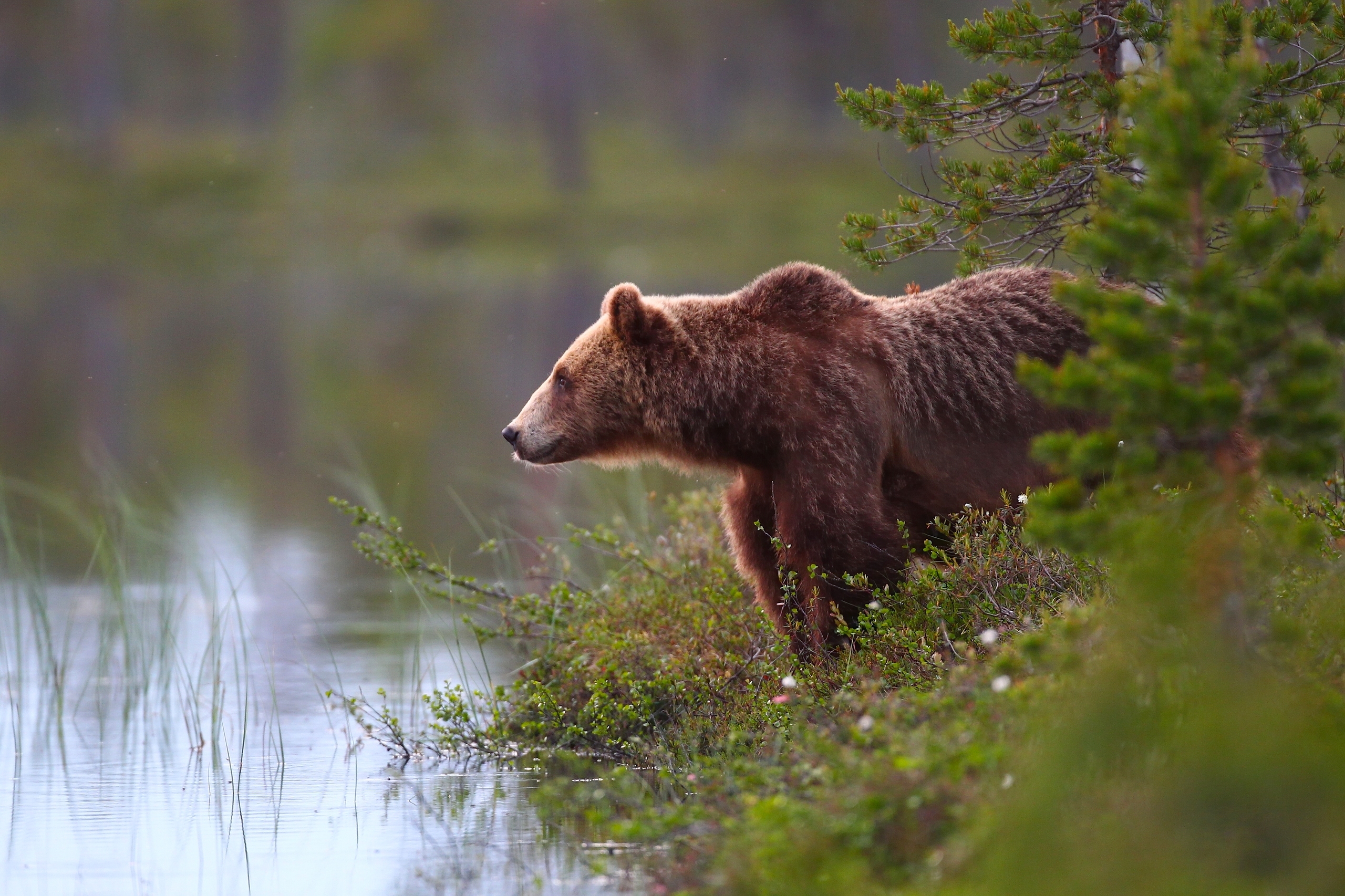 Brown Bear Wallpapers