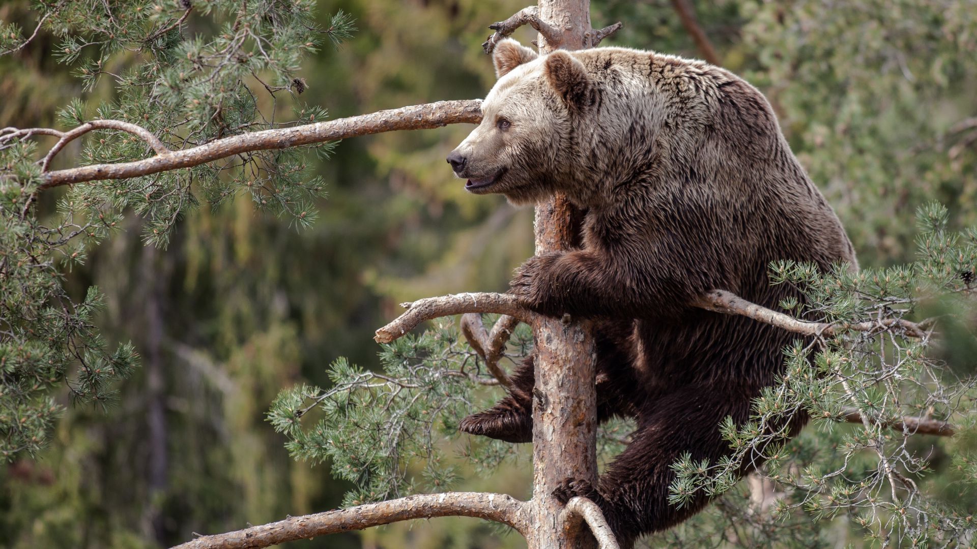 Brown Bear Wallpapers