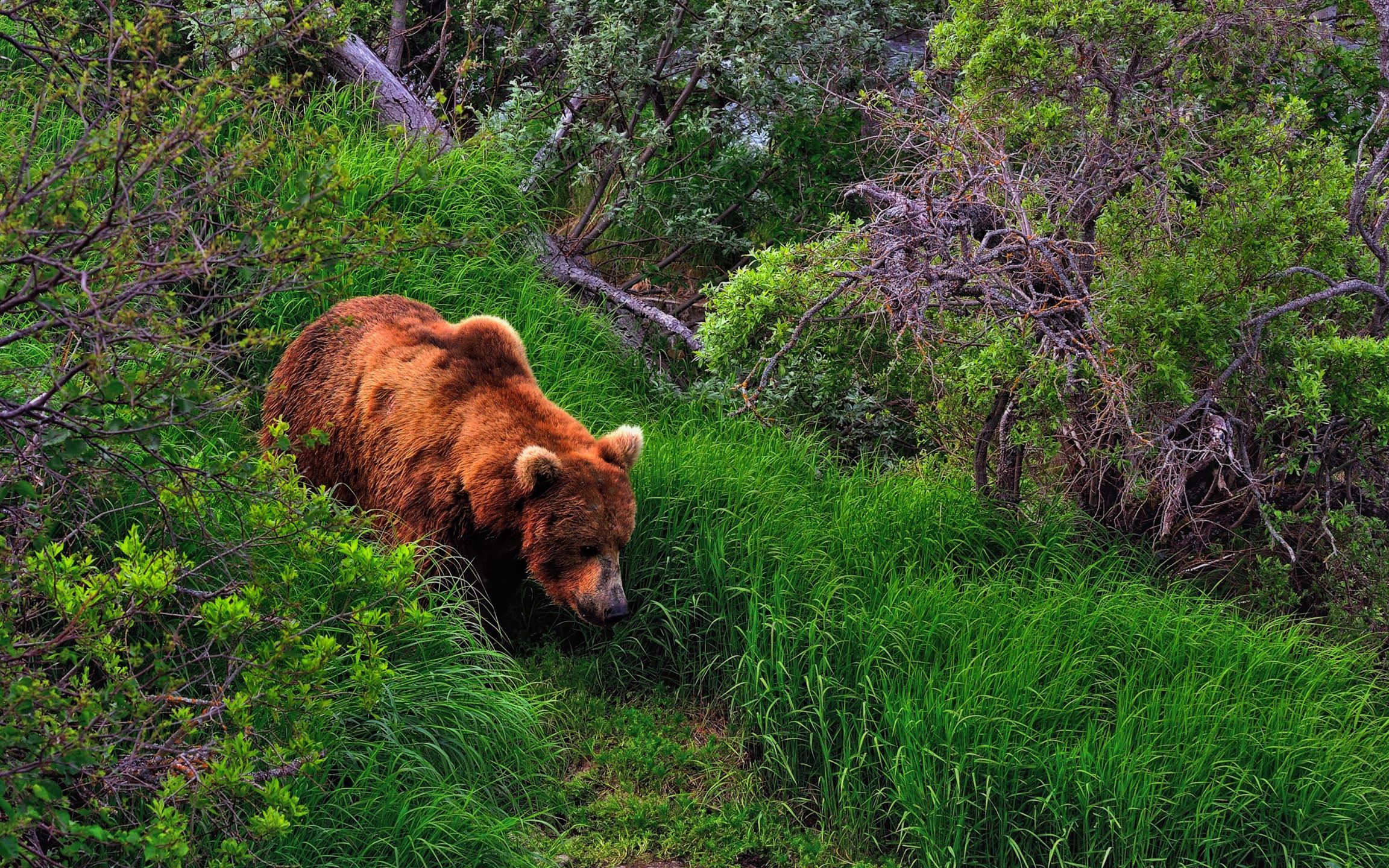 Brown Bear Wallpapers