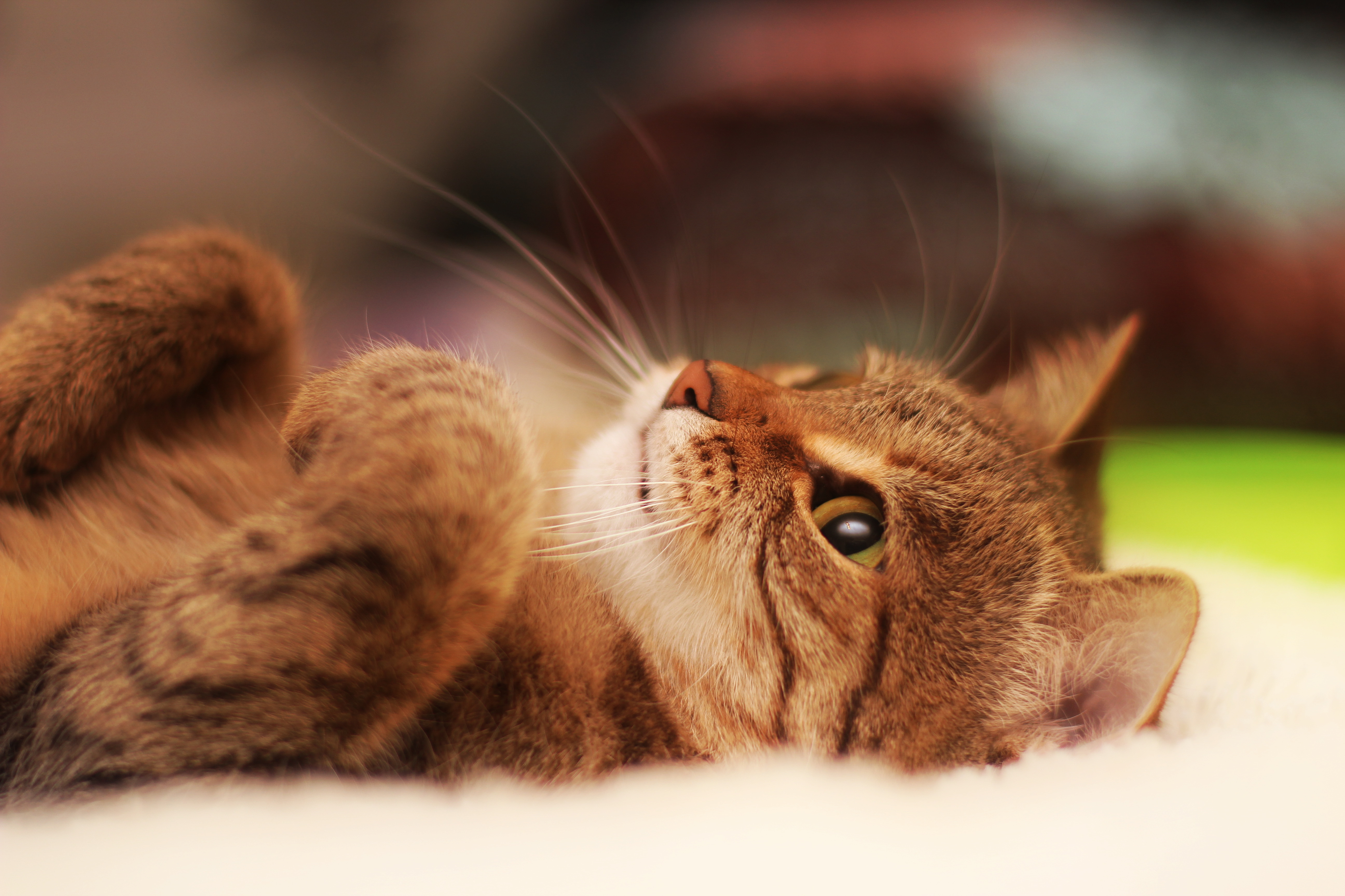 Brown Cat Wallpapers