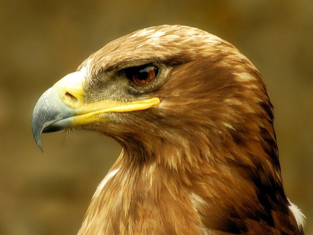 Brown Eagle Pictures Wallpapers