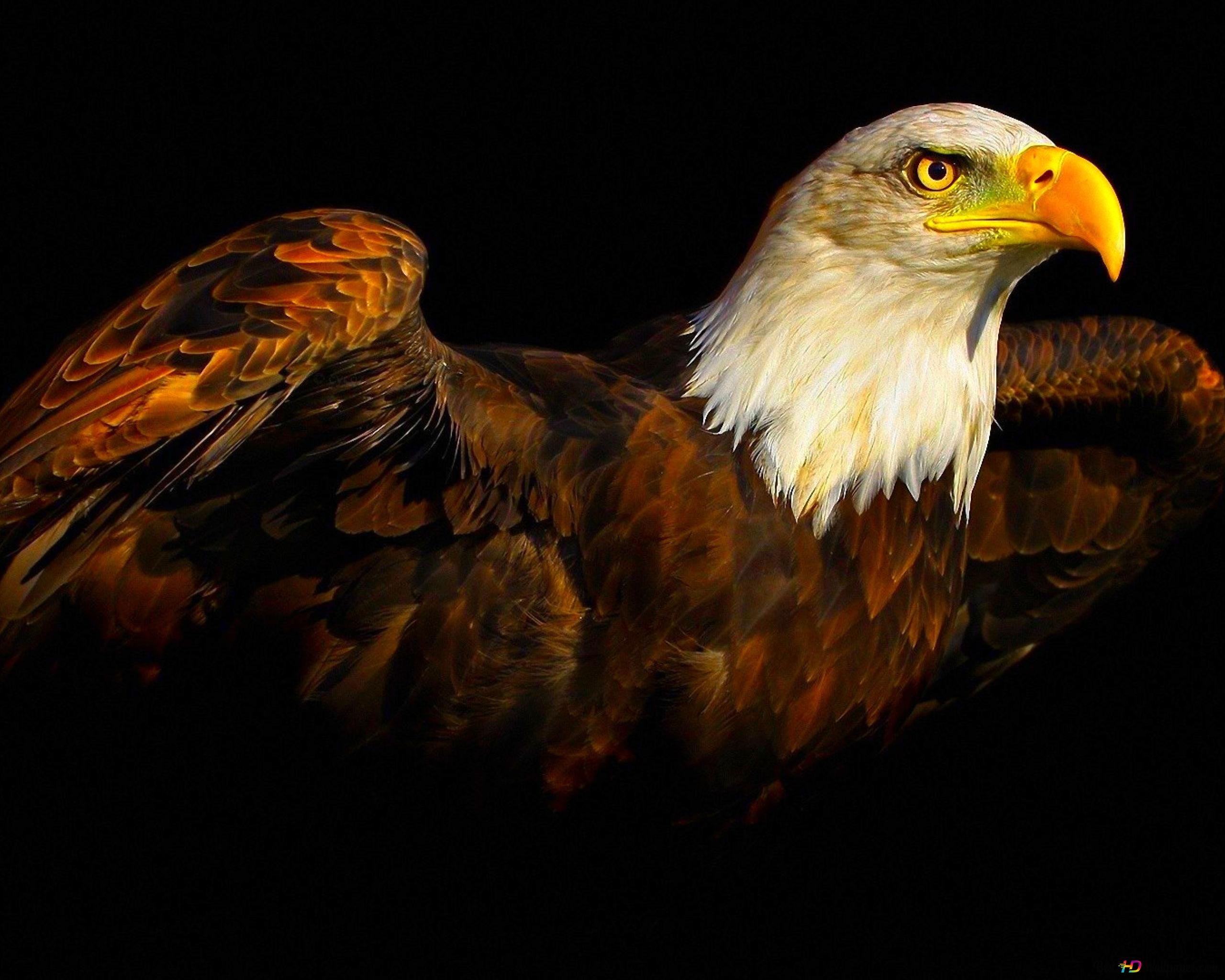 Brown Eagle Pictures Wallpapers