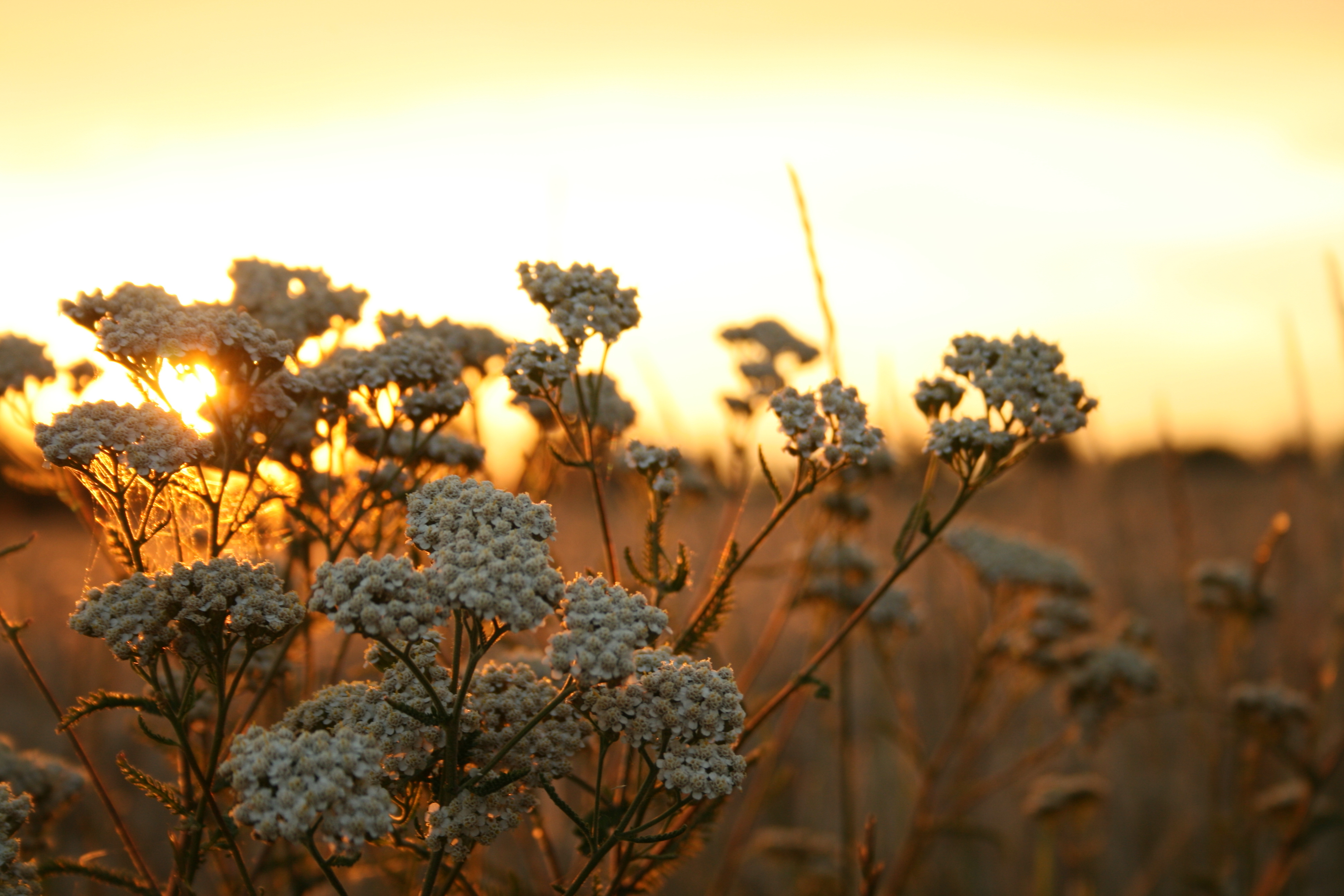 Brown Flower Wallpapers