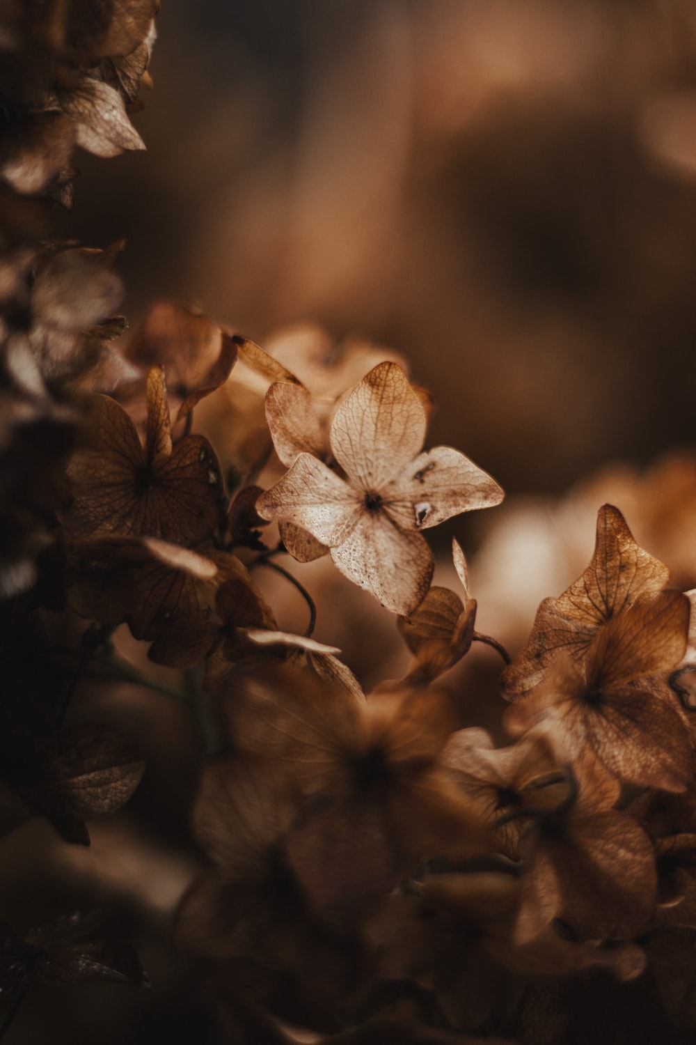 Brown Flower Wallpapers