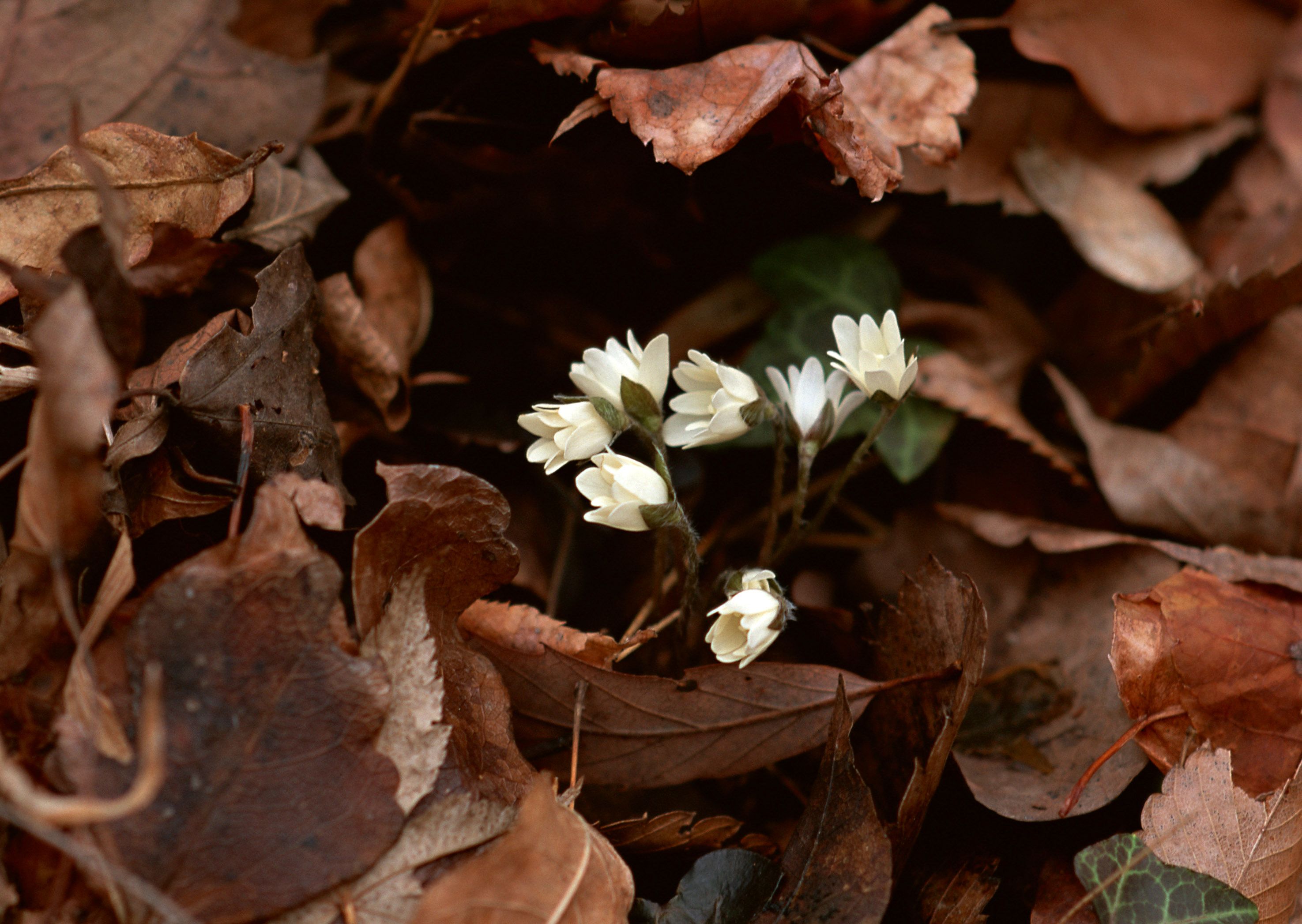 Brown Flower Wallpapers