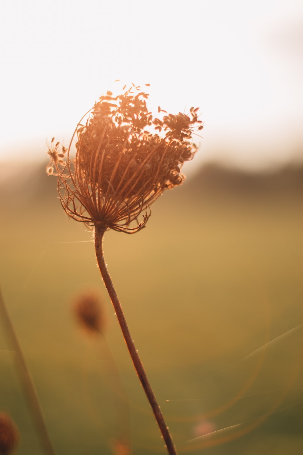 Brown Flower Wallpapers