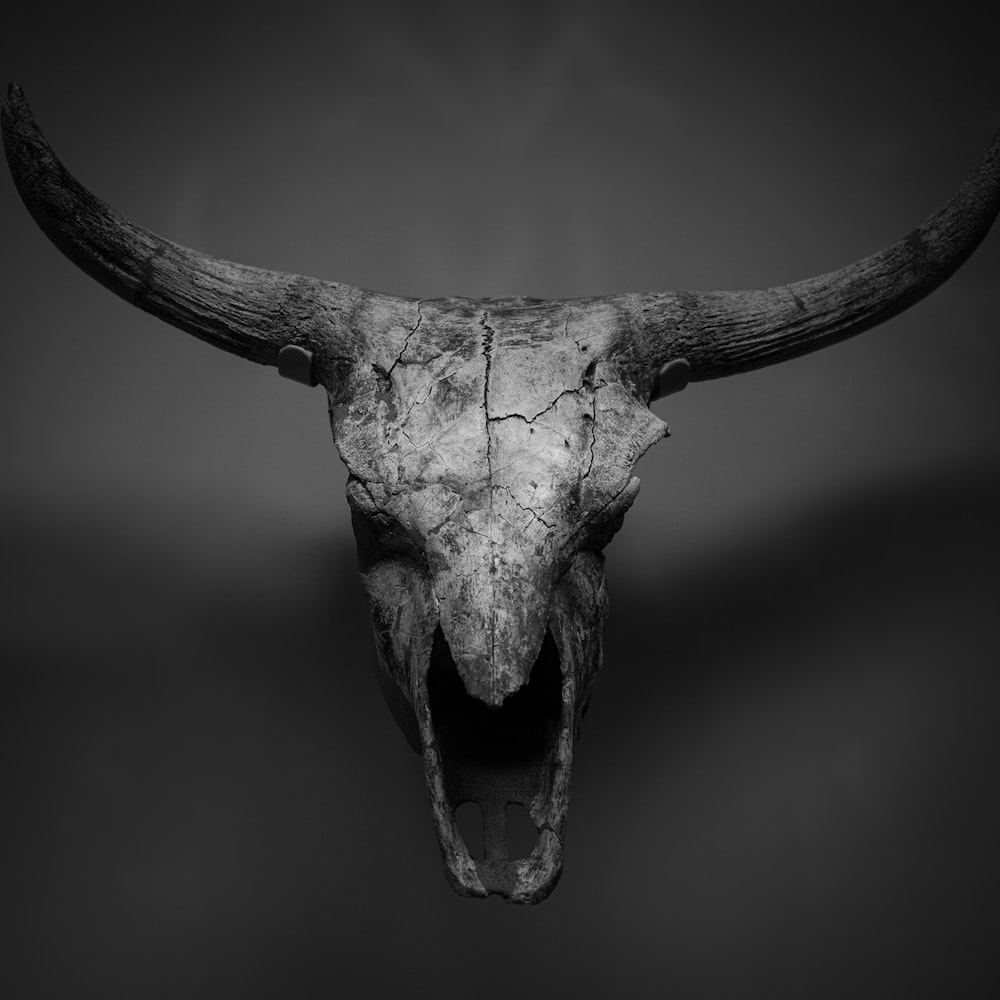 Bull Skull Wallpapers