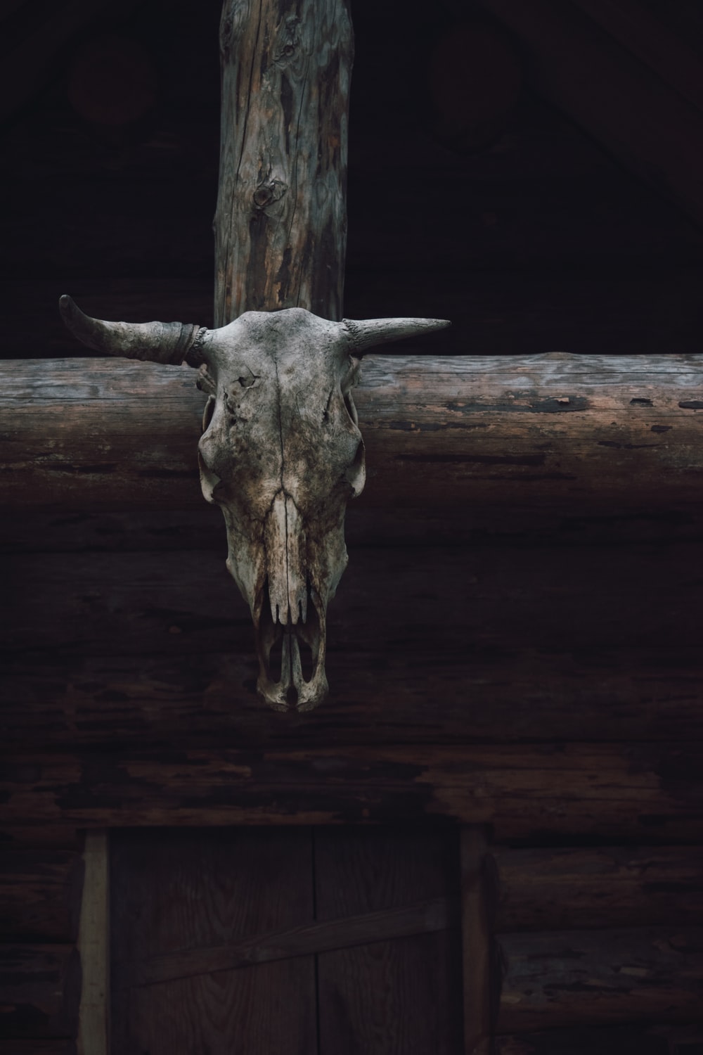 Bull Skull Wallpapers