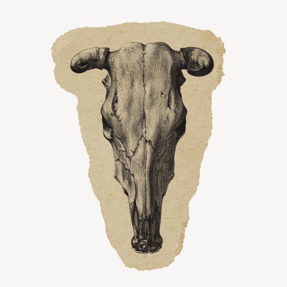 Bull Skull Wallpapers