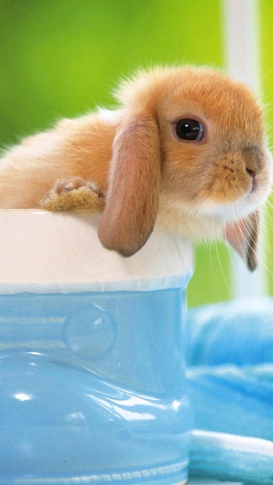 Bunny Iphone Wallpapers