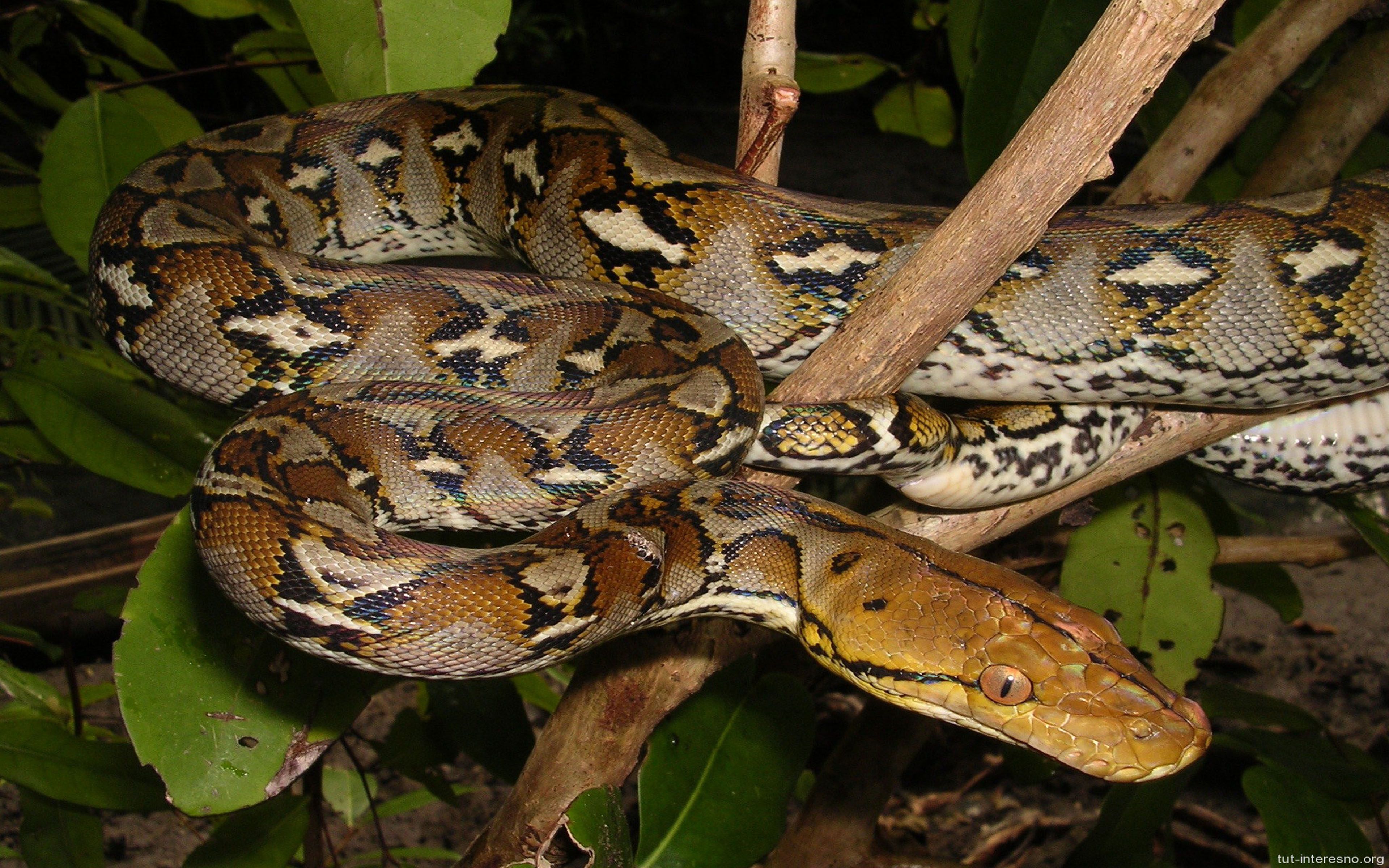 Burmese Python Images Wallpapers