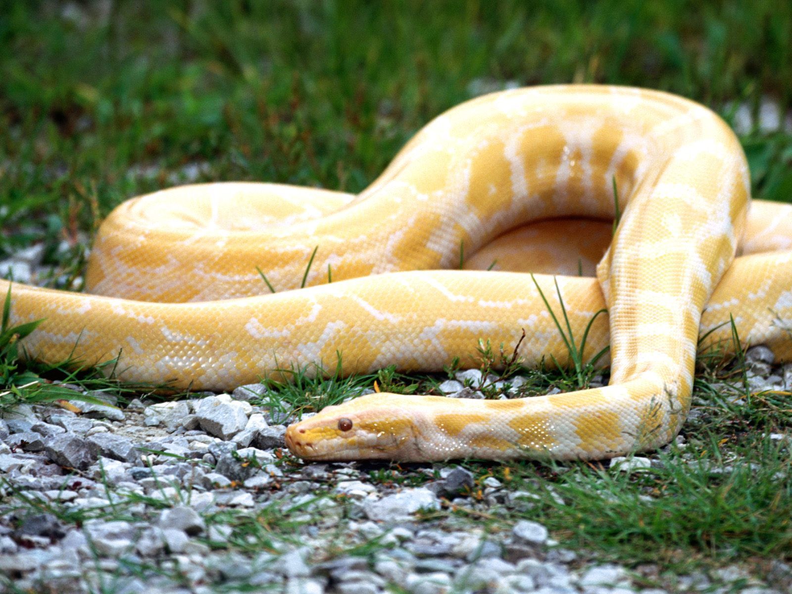 Burmese Python Images Wallpapers