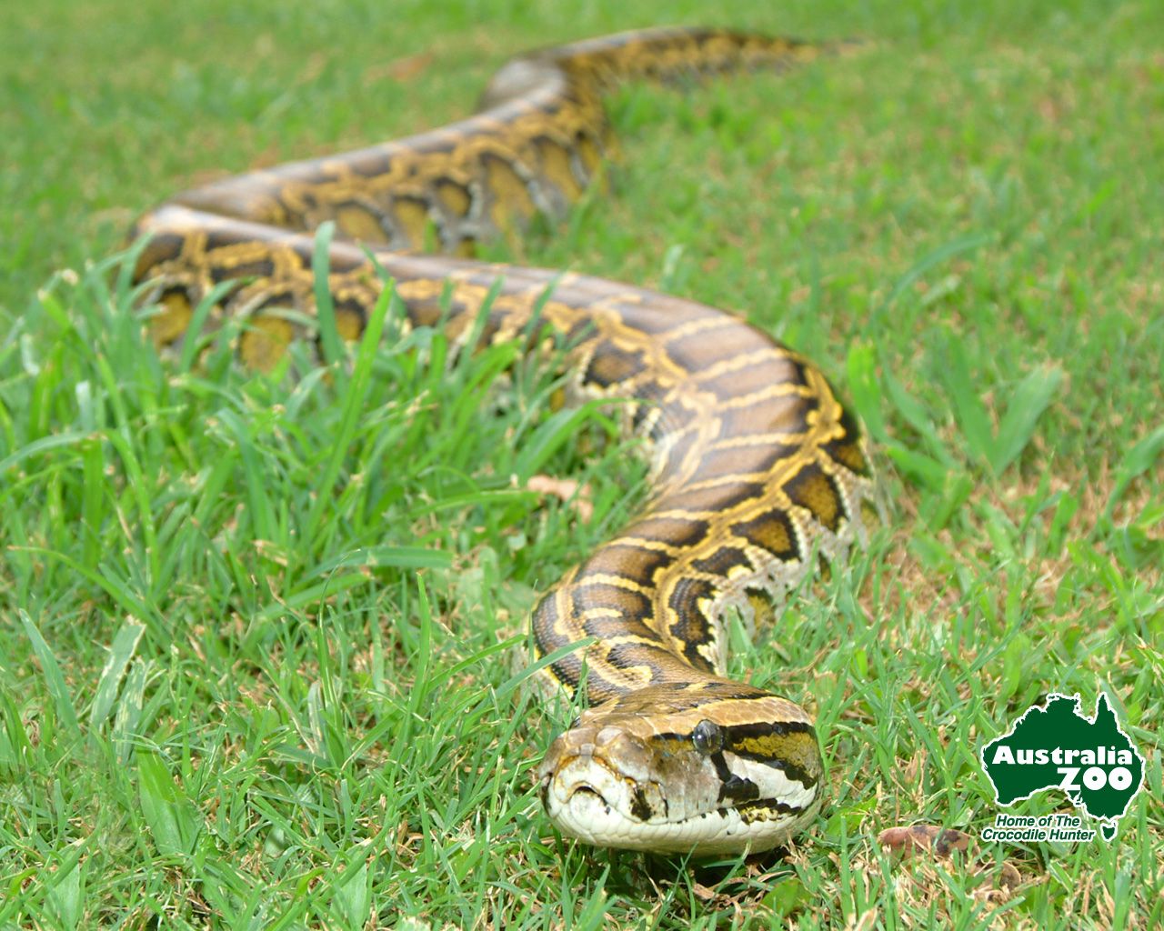 Burmese Python Images Wallpapers