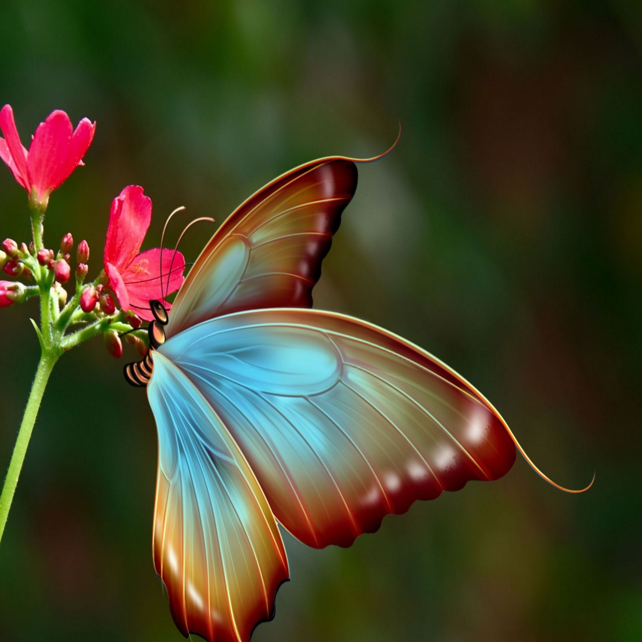 Butterfly Ipad Wallpapers