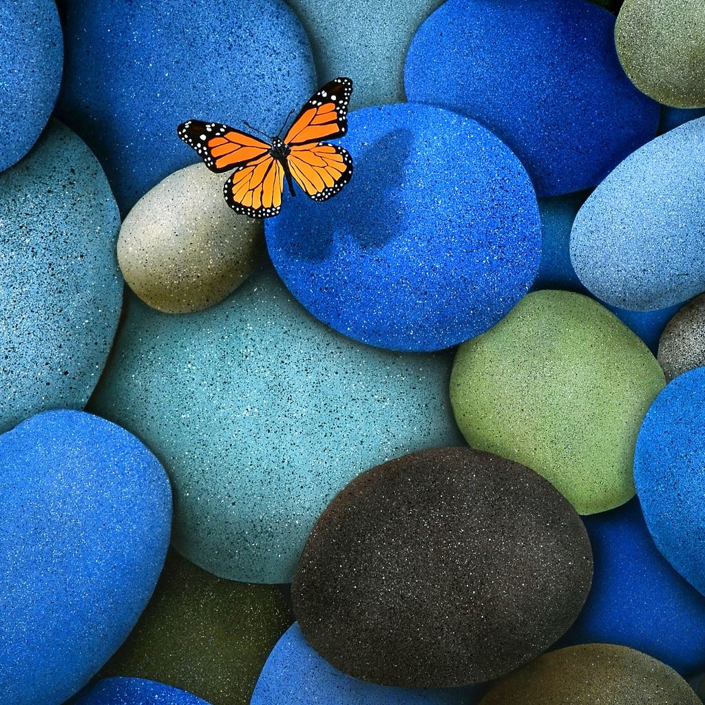 Butterfly Ipad Wallpapers