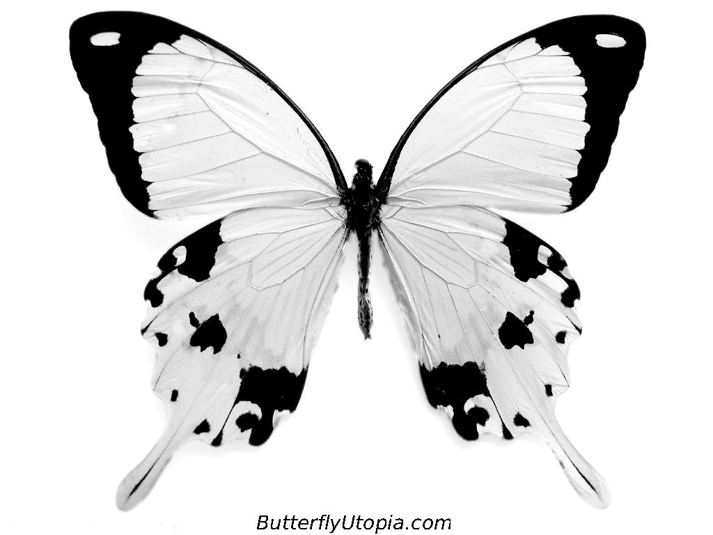 Butterfly Black And White Wallpapers