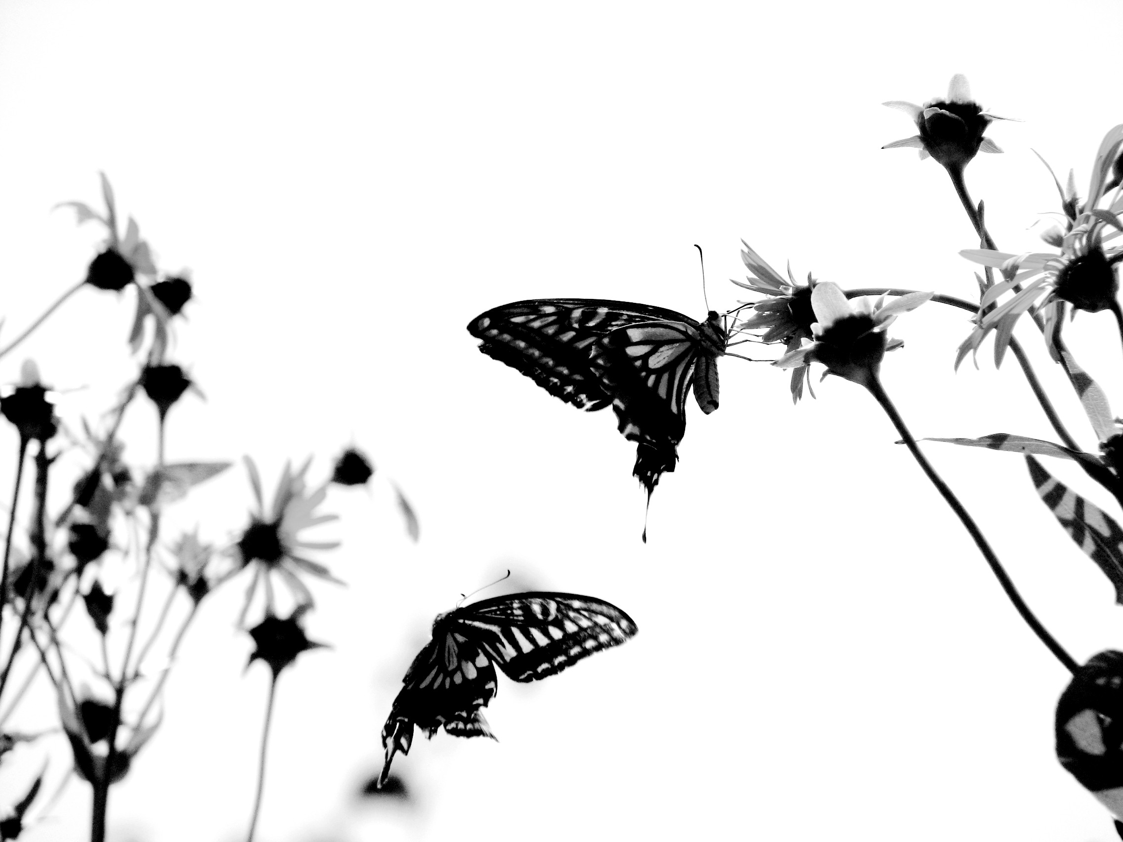 Butterfly Black And White Wallpapers