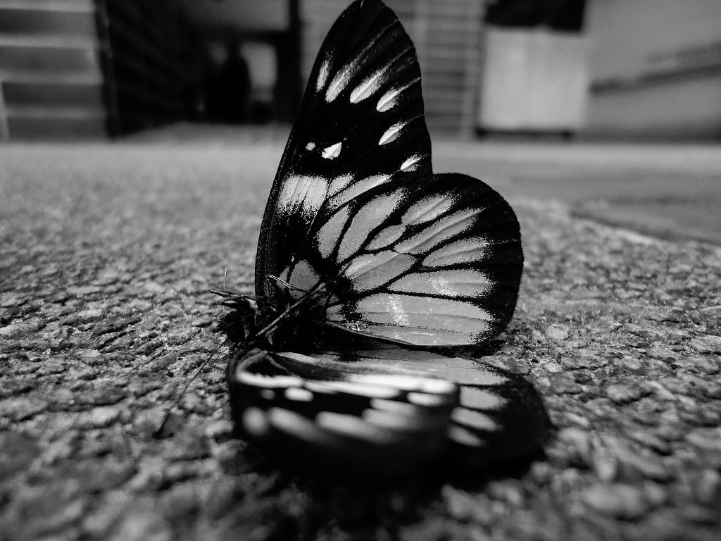 Butterfly Black And White Wallpapers