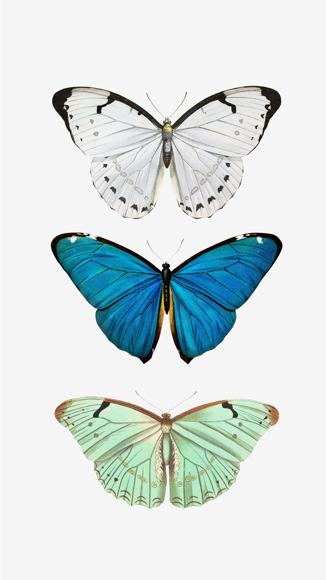 Butterfly Iphone Wallpapers