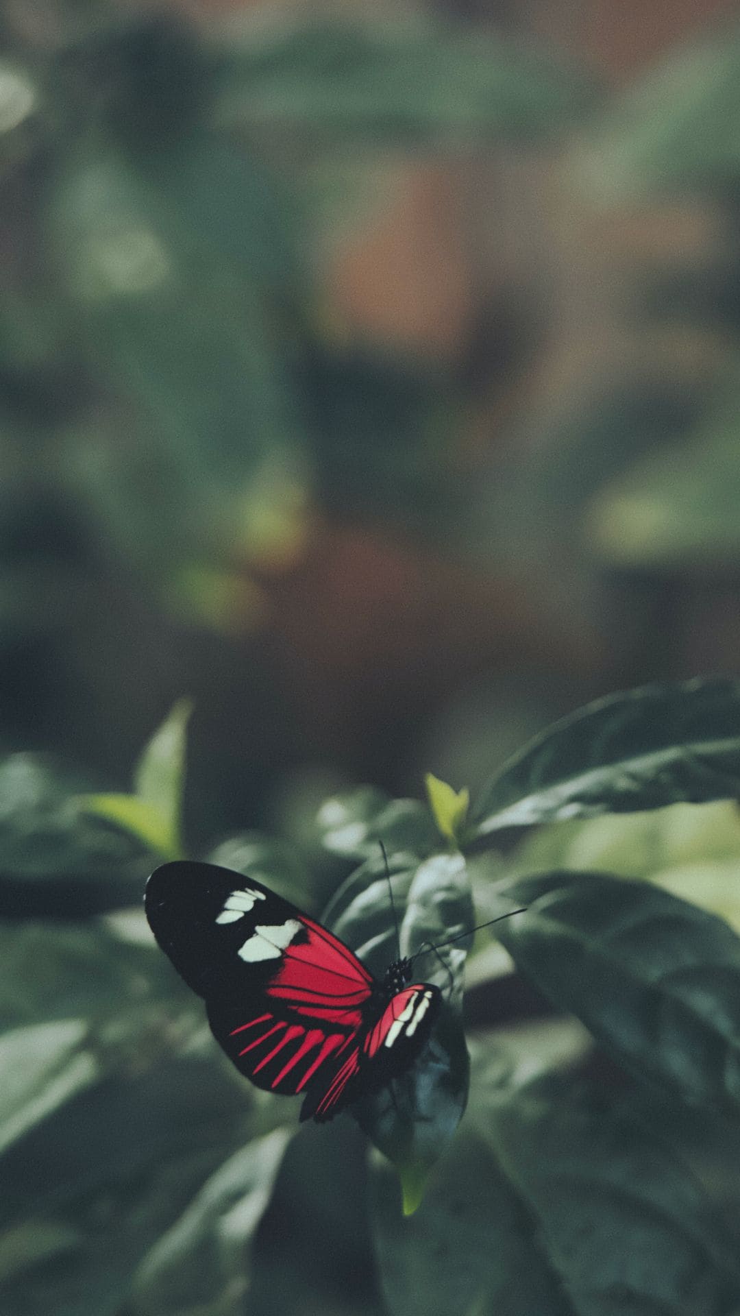 Butterfly Iphone Wallpapers