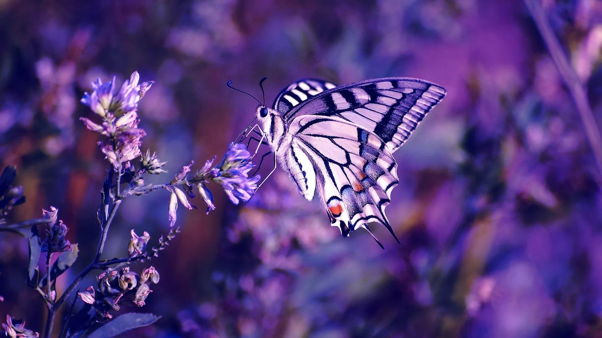 Butterfly Laptop Wallpapers