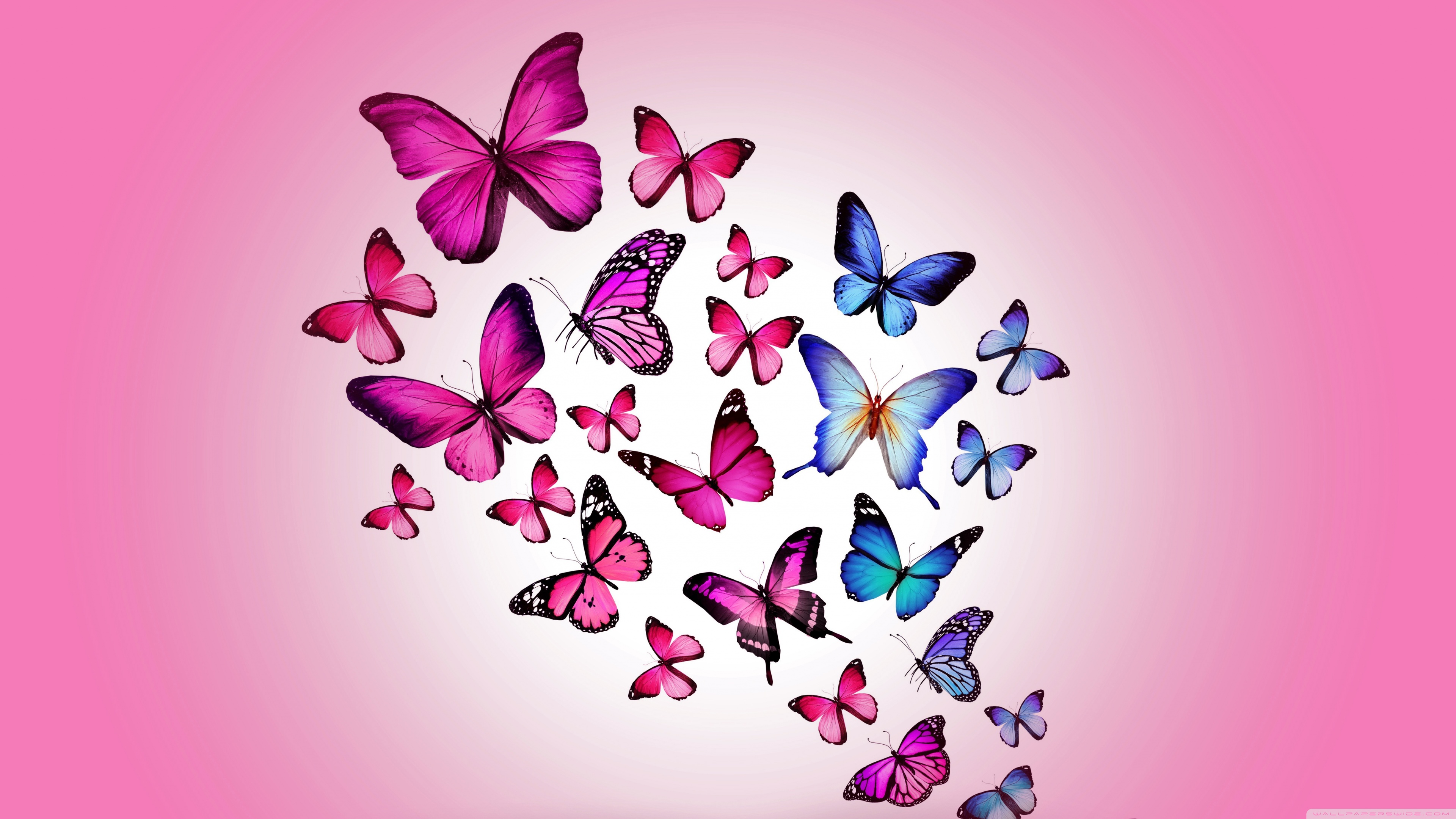 Butterfly Laptop Wallpapers