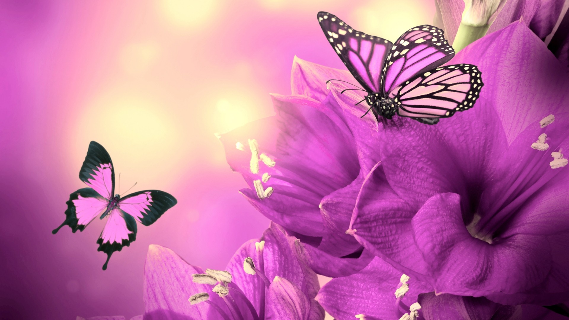 Butterfly Laptop Wallpapers