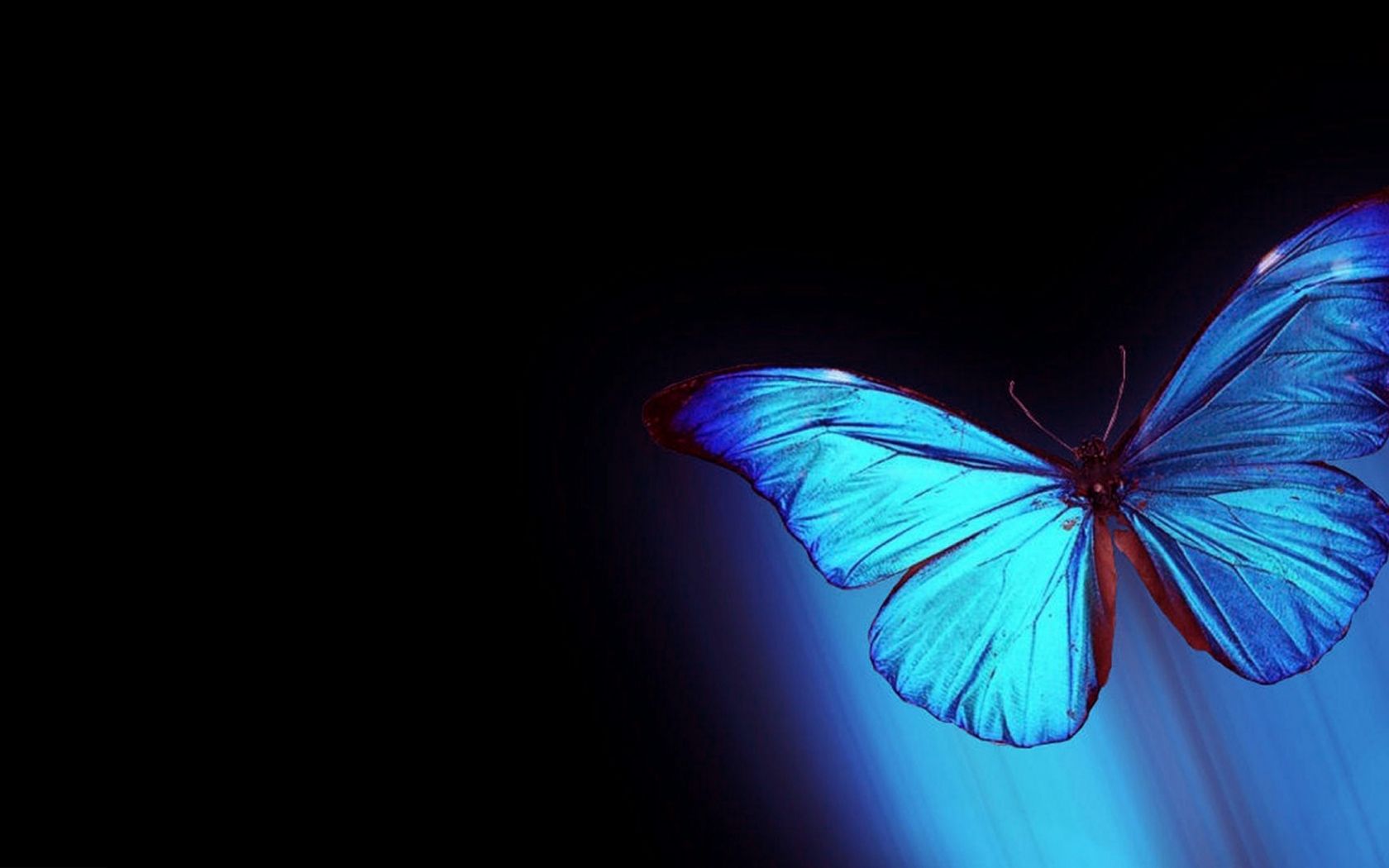 Butterfly Laptop Wallpapers