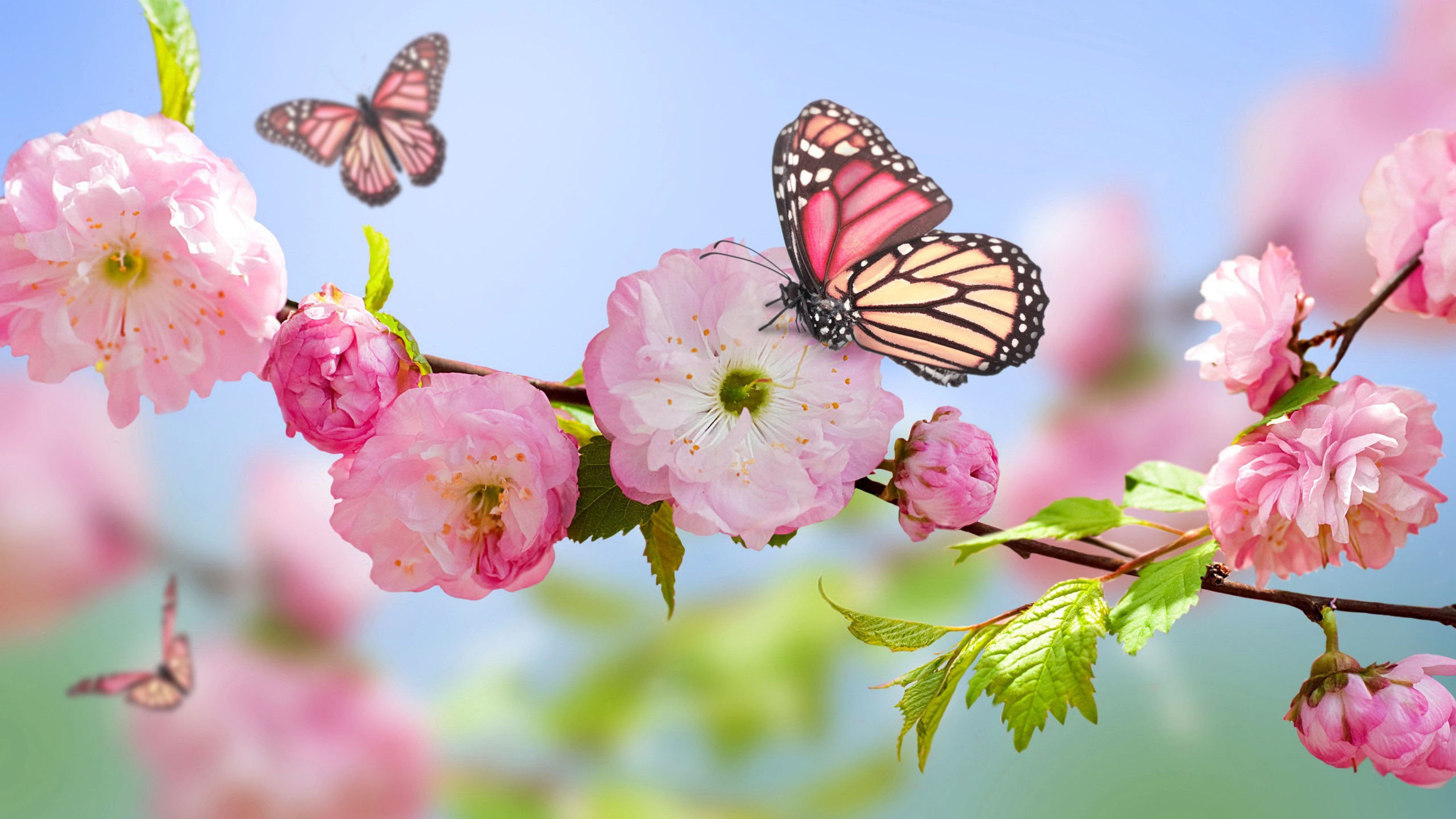 Butterfly Laptop Wallpapers