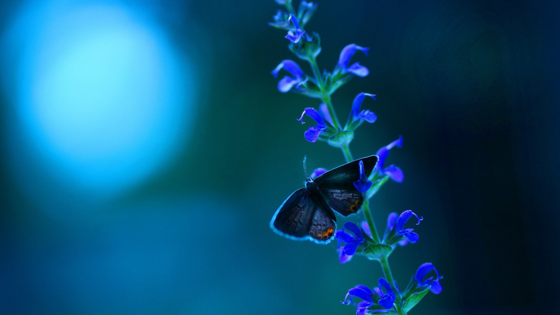 Butterfly Laptop Wallpapers