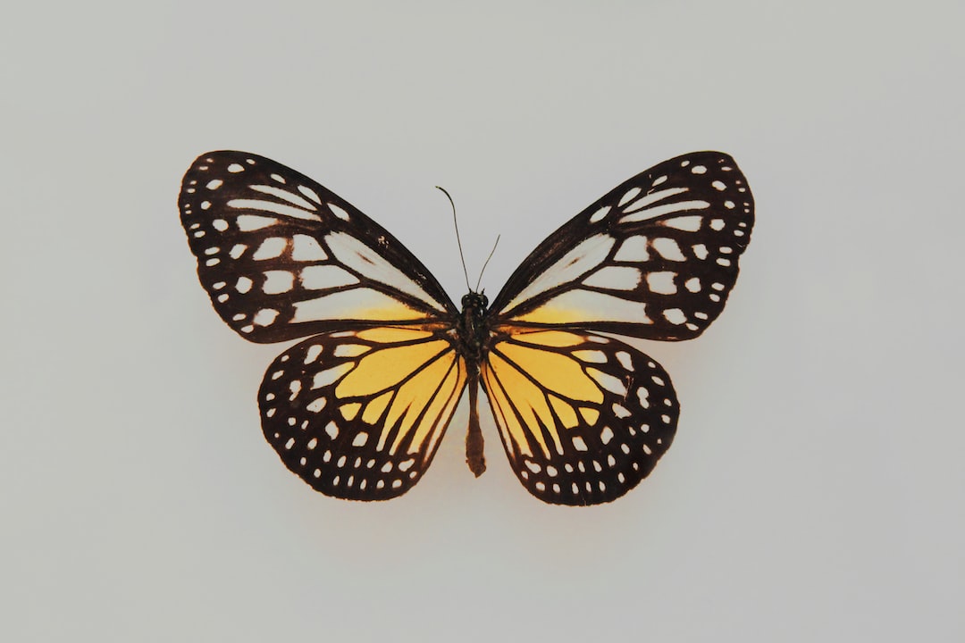 Butterfly Laptop Wallpapers