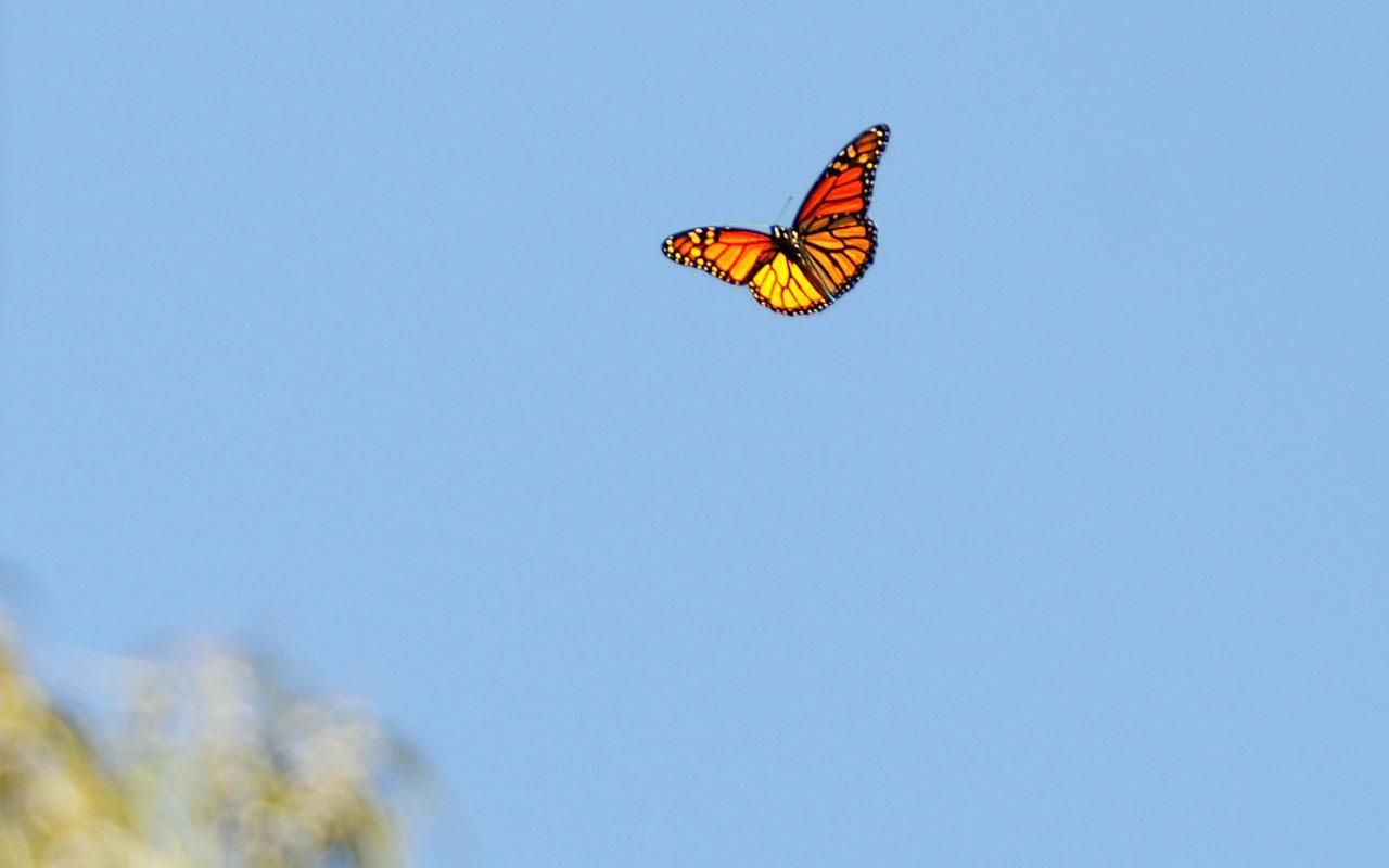 Butterfly Laptop Wallpapers