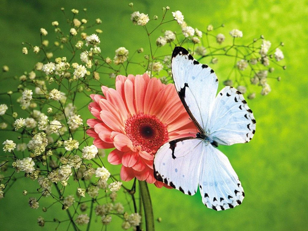 Butterfly Laptop Wallpapers