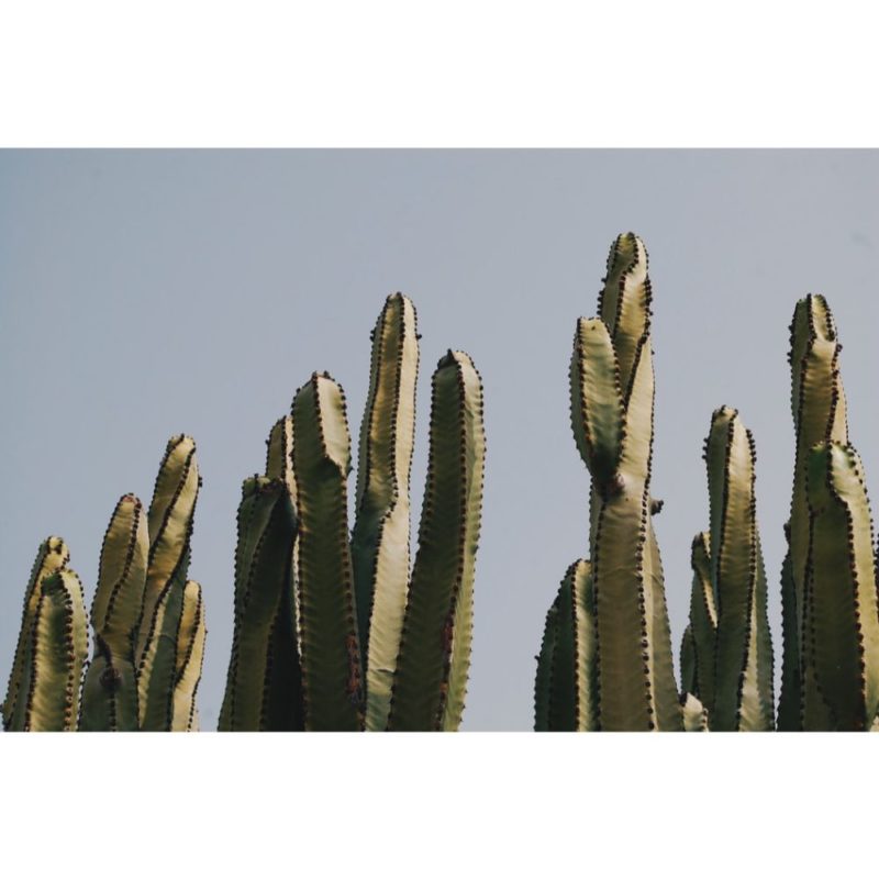 Cactus Tumblr Wallpapers