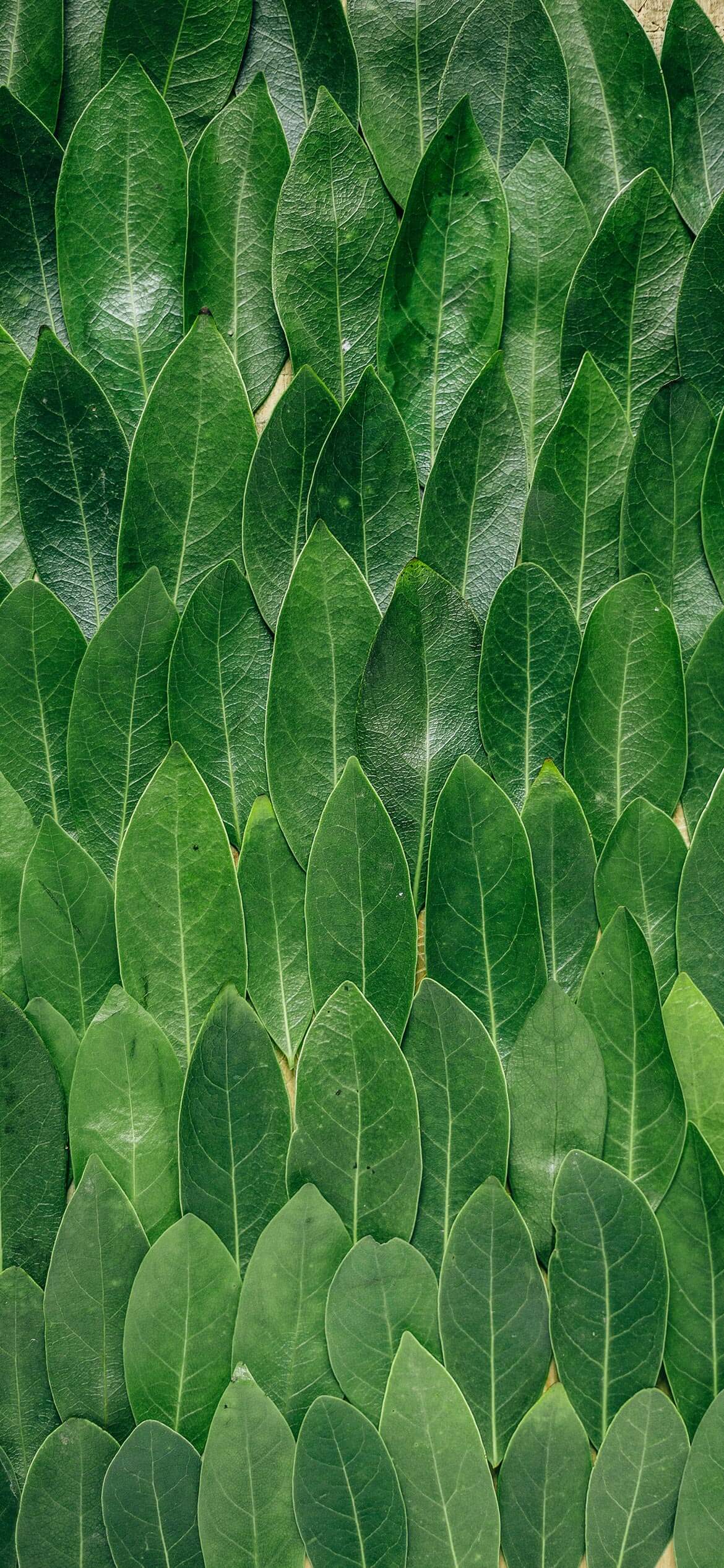 Calming Green Wallpapers