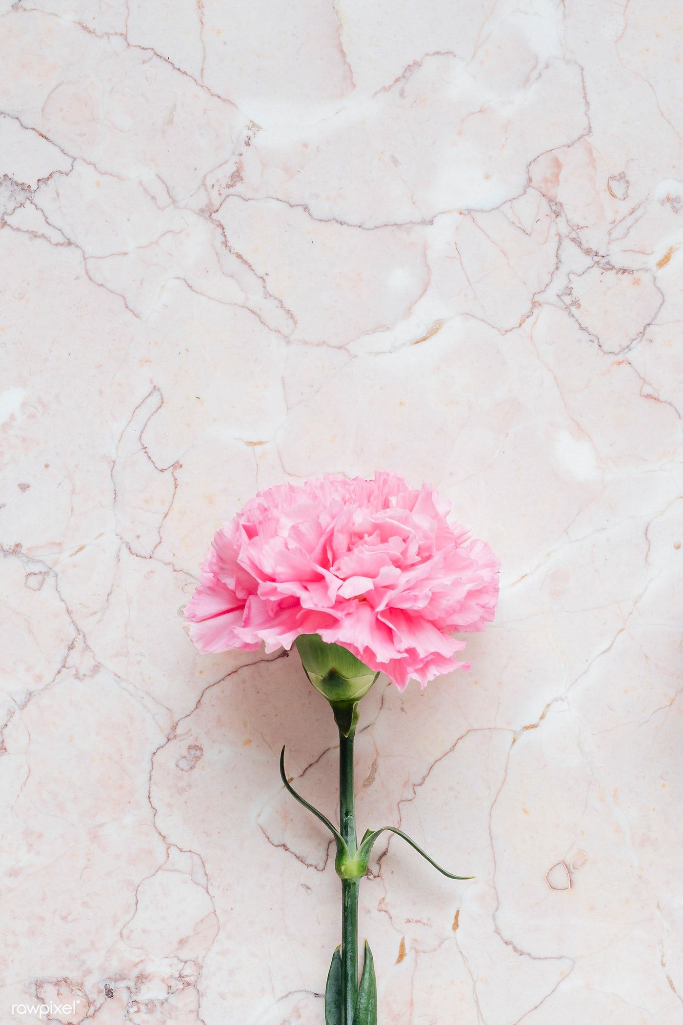 Carnation Flower Wallpapers