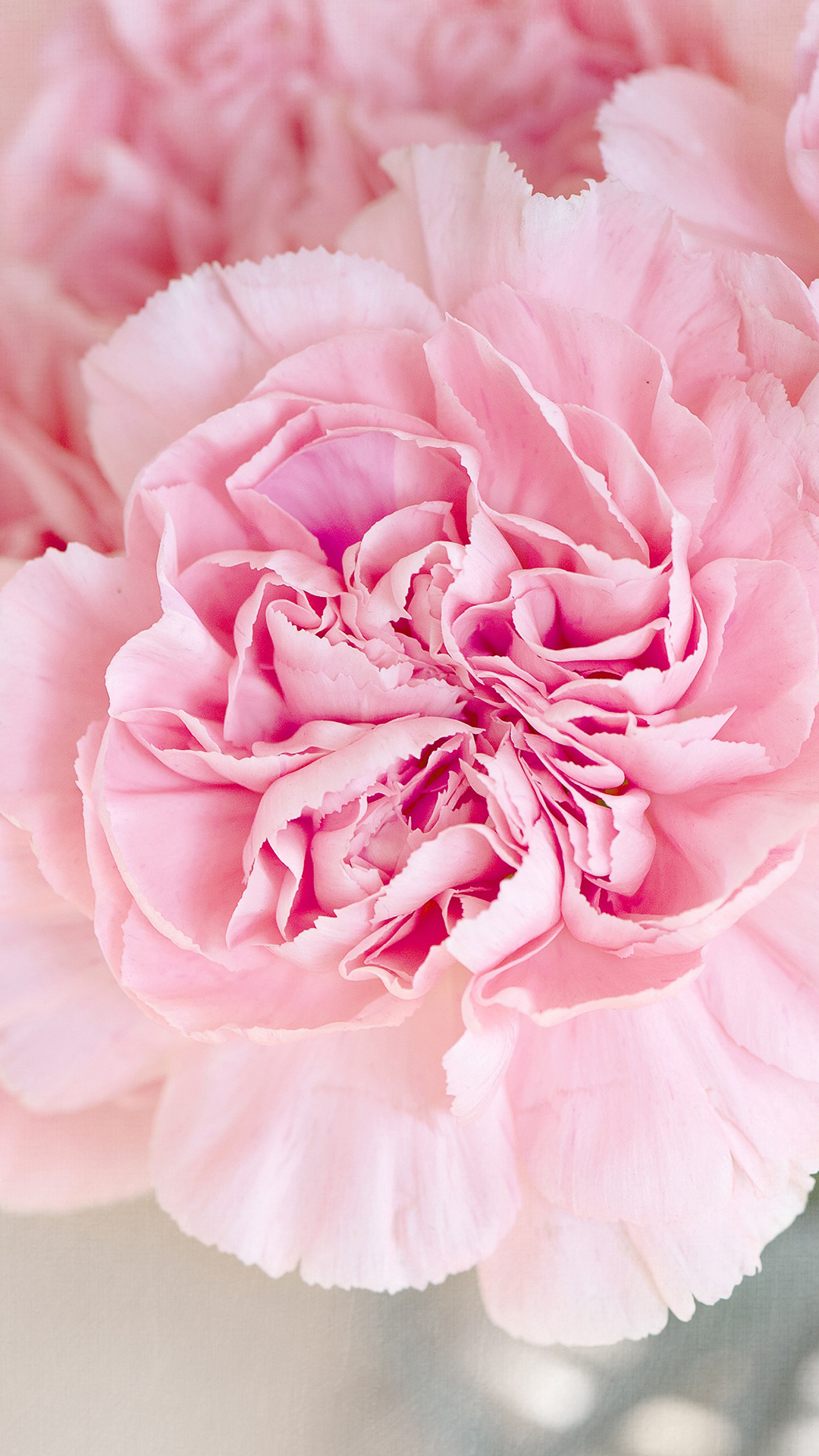 Carnation Flower Wallpapers