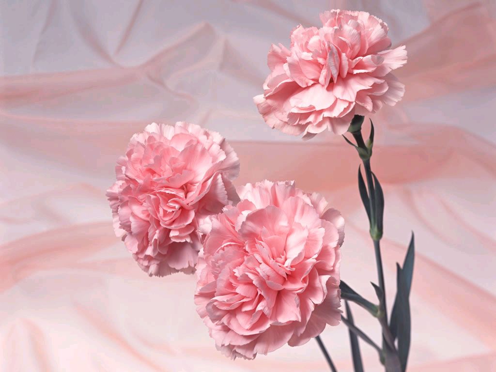 Carnation Flower Wallpapers