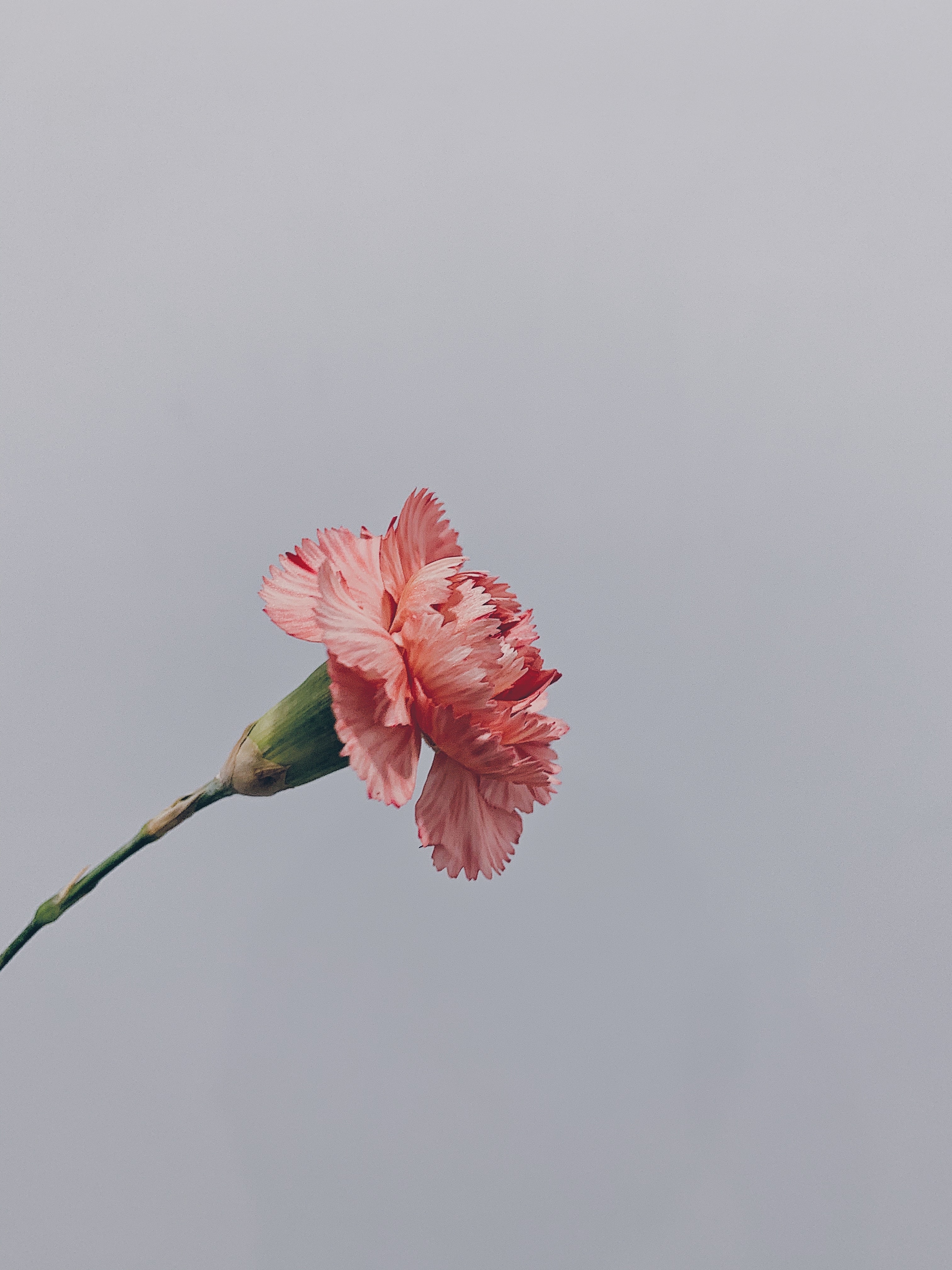 Carnation Flower Wallpapers