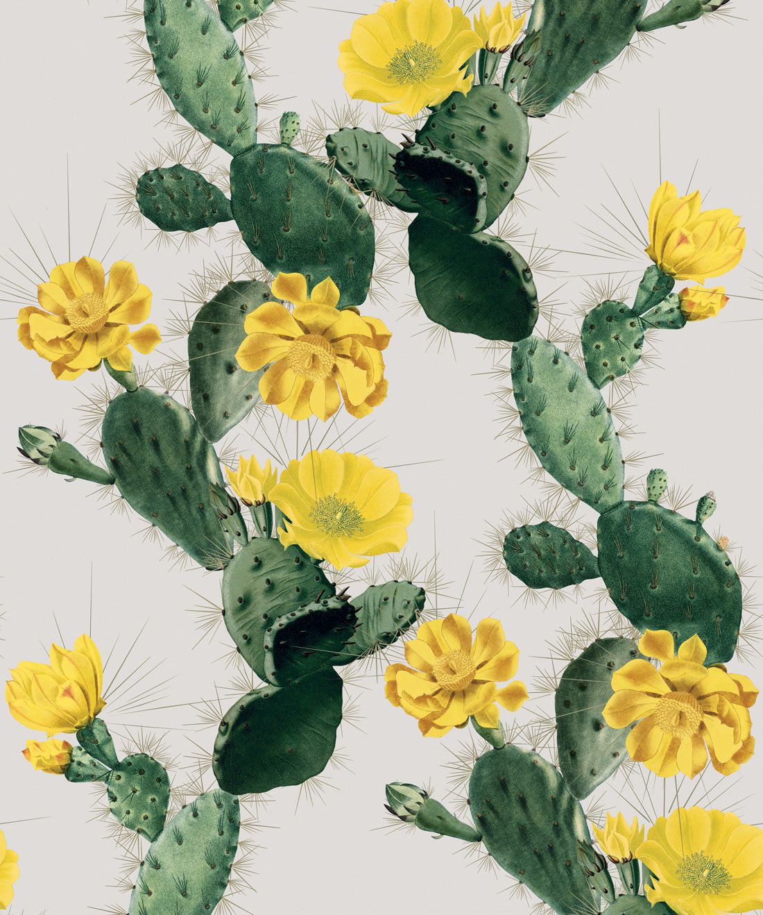 Cartoon Cactus Wallpapers