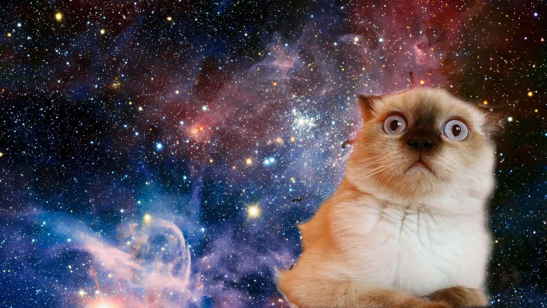 Cat Universe Wallpapers