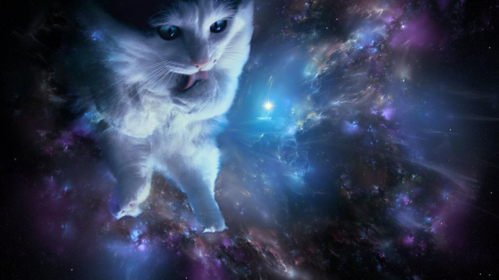 Cat Universe Wallpapers