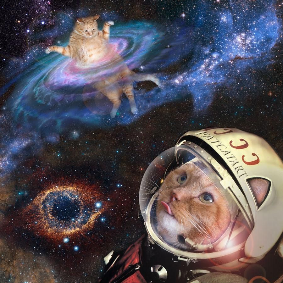 Cat Universe Wallpapers