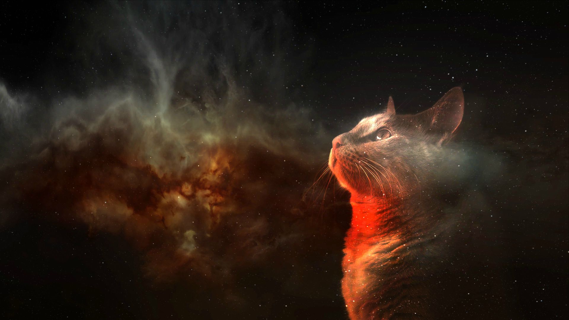 Cat Universe Wallpapers