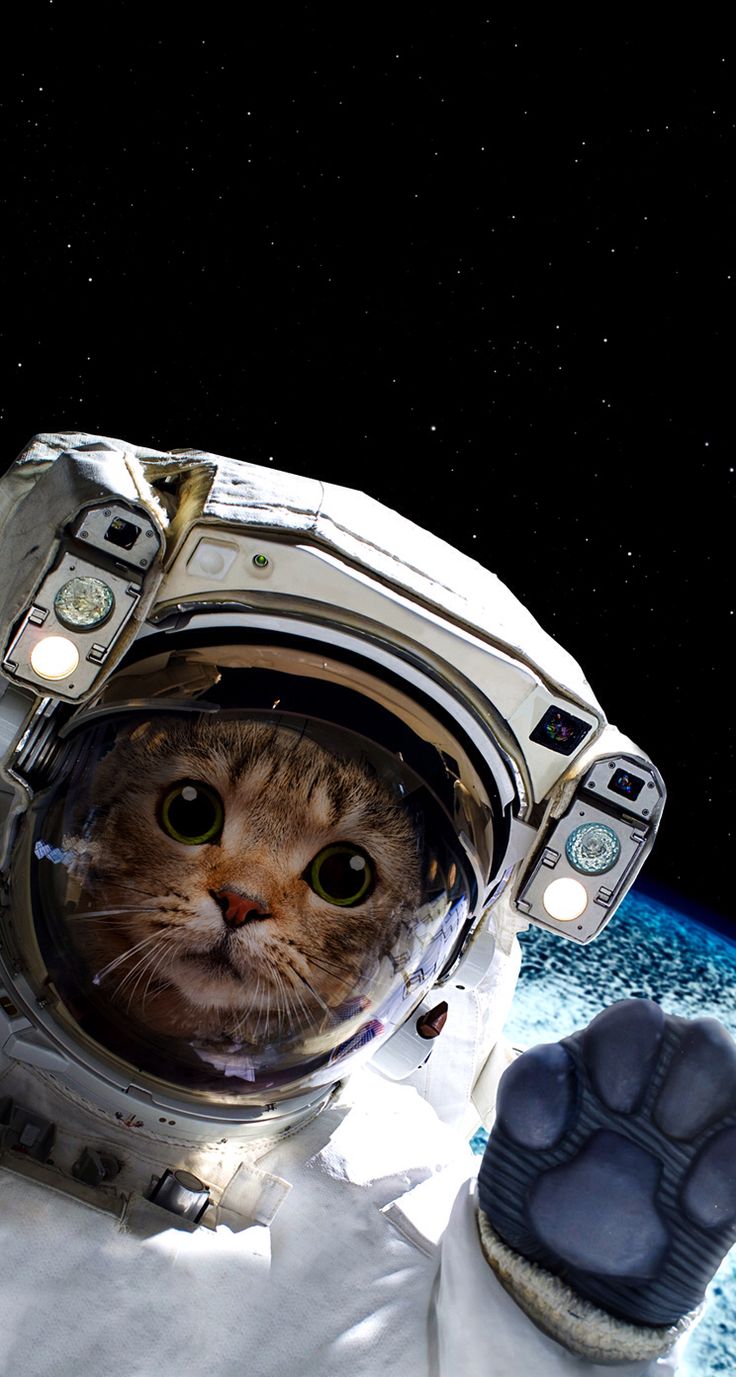 Cat Universe Wallpapers