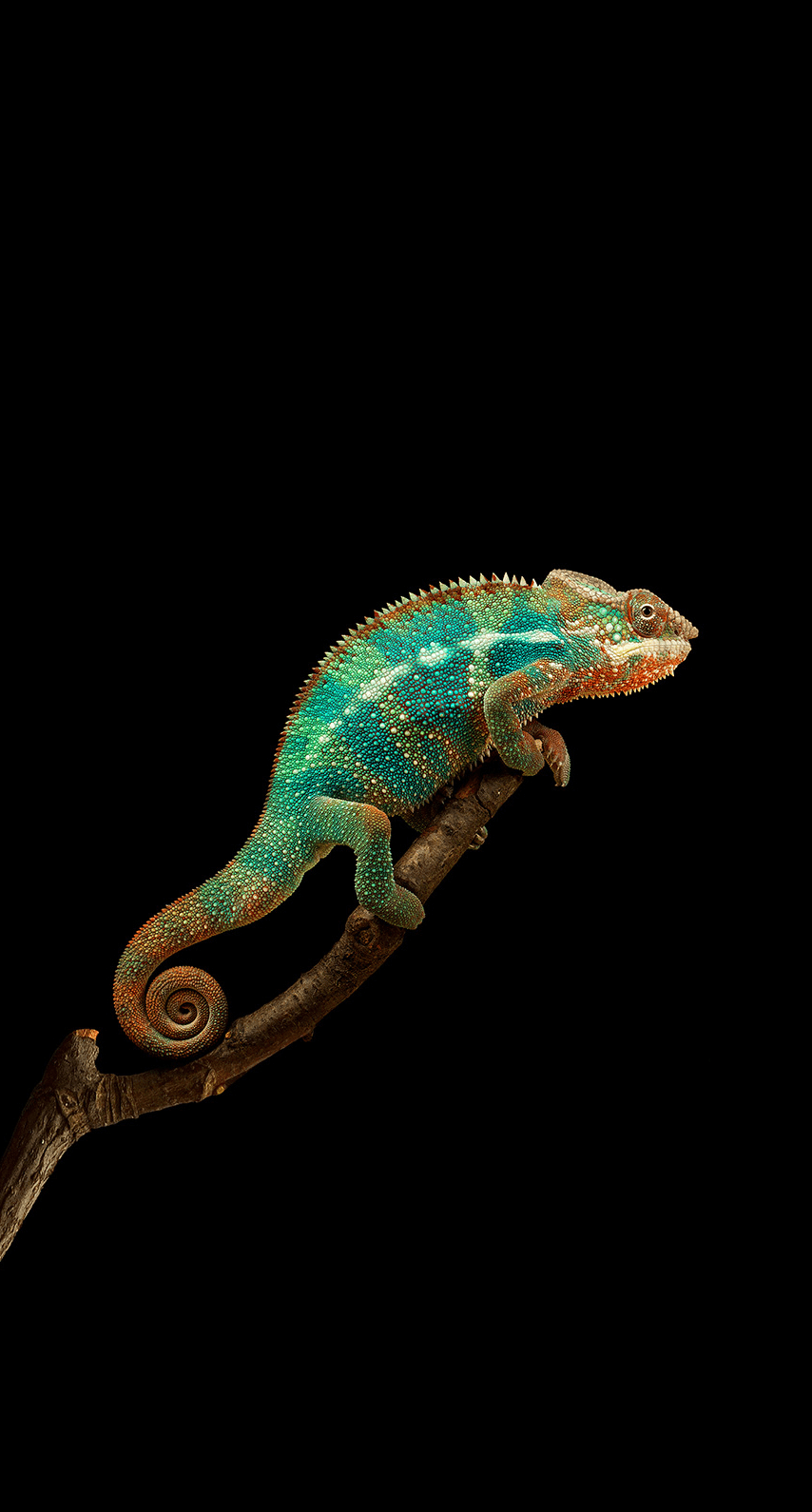 Chameleon Iphone Wallpapers