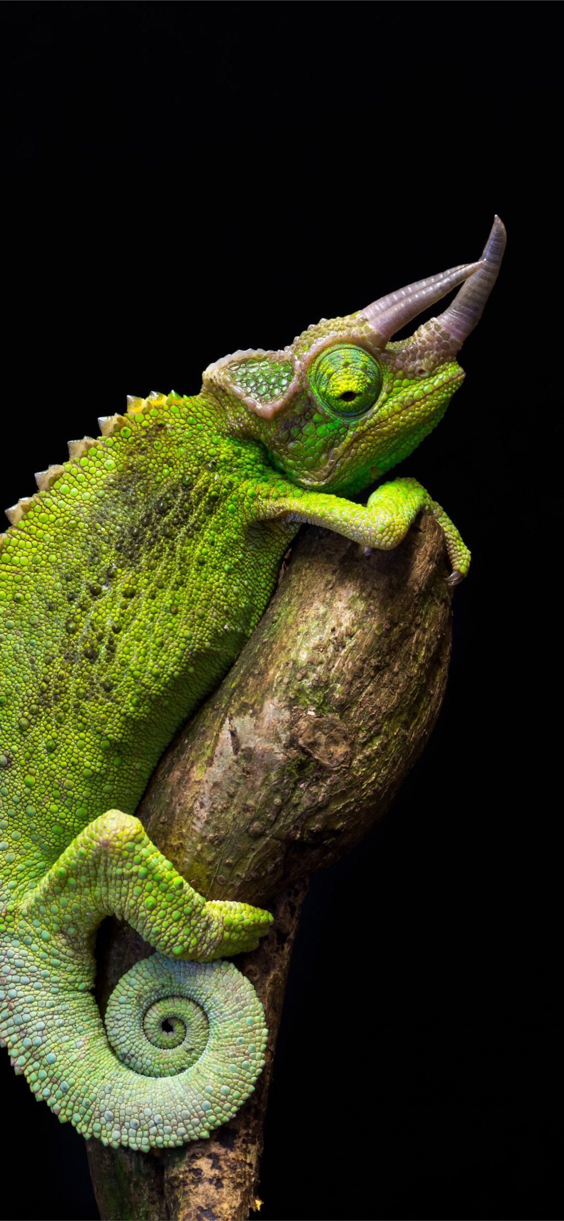 Chameleon Iphone Wallpapers