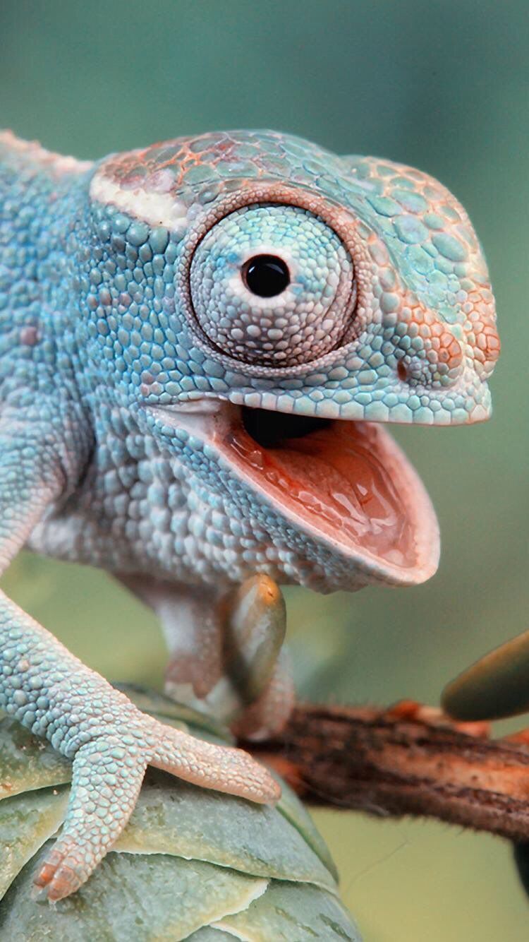 Chameleon Iphone Wallpapers