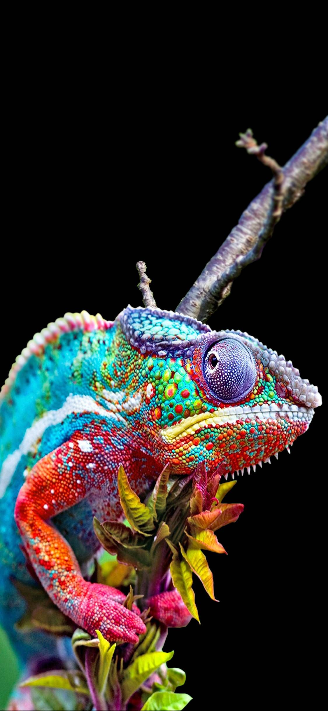 Chameleon Iphone Wallpapers