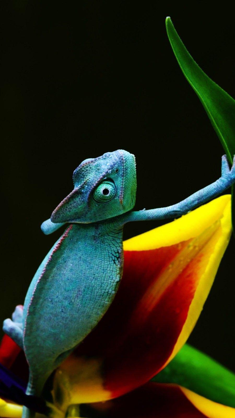 Chameleon Iphone Wallpapers